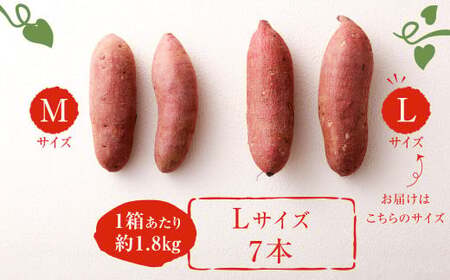 171-1131x2 【先行予約】高糖度さつまいも 甘太くん 約1.8kg（Lサイズ7本） 小箱 サツマイモ 甘藷 かんしょ おやつ 焼き芋 【2026年12月上旬から2027年4月下旬発送予定】