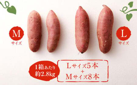 171-1133x2 【先行予約】 高糖度さつまいも 甘太くん 約2.8kg（Lサイズ5本・Mサイズ8本） サツマイモ 甘藷 かんしょ おやつ 焼き芋 【2026年12月上旬から2027年4月下旬発送予定】