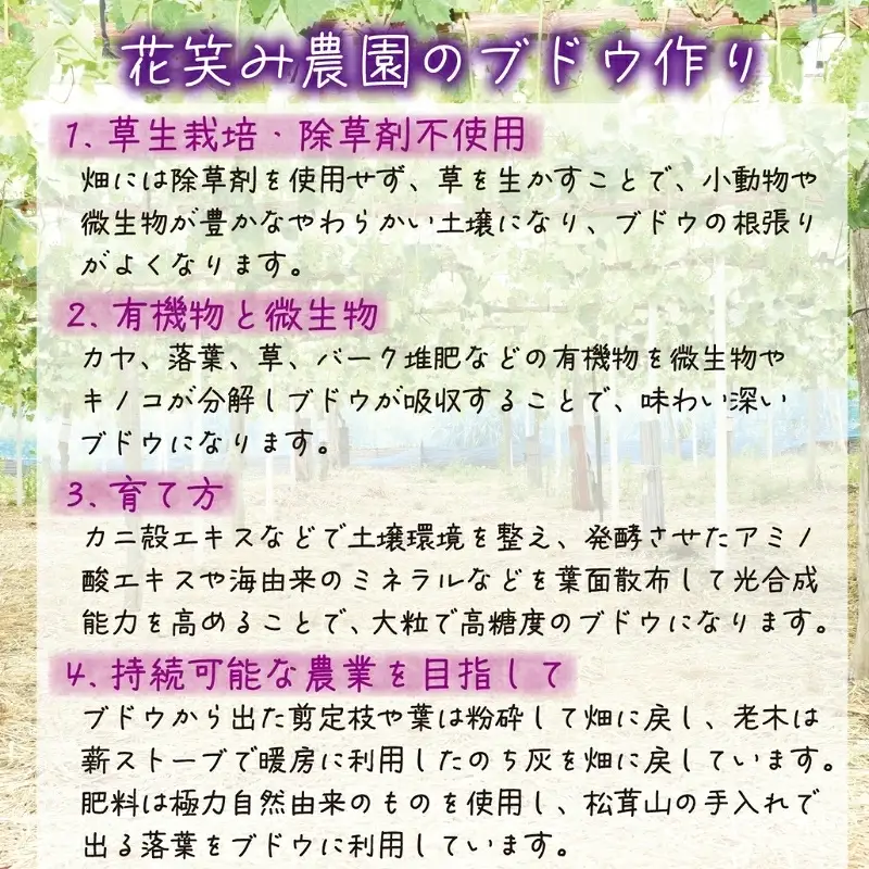 【2026年先行予約】花笑み農園　岡山『ぶどうの宝石箱』３種以上（36粒入り） 【hana051-02】