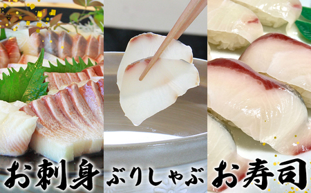 ＜訳あり 超冷薫加工 ブリ ブロックカット 約600g＞ わけあり ワケアリ 家庭用 超冷薫 新鮮 ブリ刺身 ぶりしゃぶ 魚介類 水産物 海鮮 海産物 国産 刺身 ぶり丼 ご飯のお供 贅沢 血抜き 株式会社SakuSaku 愛媛県 西予市 【冷凍】『1か月以内に順次出荷予定』USA0008