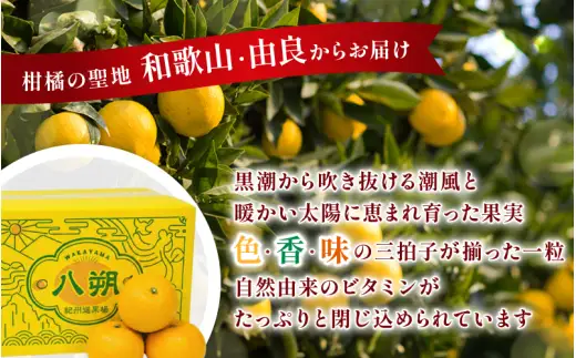 八朔 赤秀 木成りはっさく10kg / 秀品 高級 八朔 ハッサク フルーツ 晩柑 ビタミン サイズ色々 由良 柑橘 期間限定 和歌山 みかん ※2027年3月上旬頃～3月中旬頃に順次発送予定【jahd022-r-10】