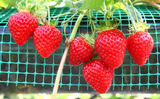 福岡県産 博多あまおう 約1.68kg（約280g×6パック入り）あまおう 【2027年1月下旬～3月下旬頃順次発送予定】