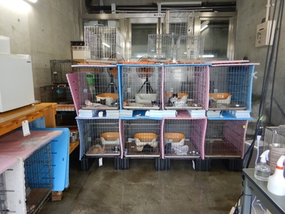【 鹿児島市の動物愛護活動 を 応援 】（ 返礼品なし ）5,000円 K000-CFA0005