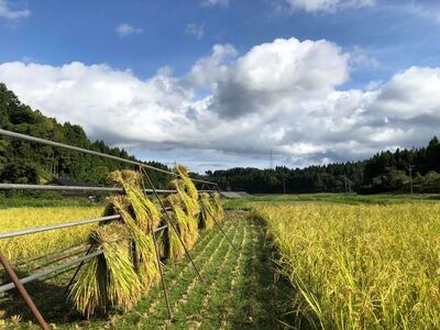 令和6年産 のと自然栽培米みのり玄米10kg（5kg×2袋）石川県 七尾市 国産 ※2024年12月頃より順次発送予定