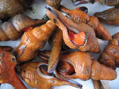 魚介類 /あかにし貝（コナガニシ）100ｇ | 貝 ※着日指定不可