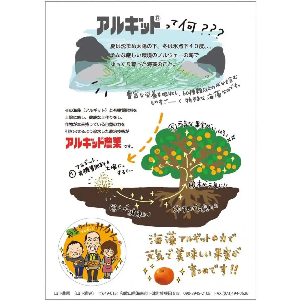 国産 バレンシアオレンジ 約5kg M～LLサイズ 山下農園