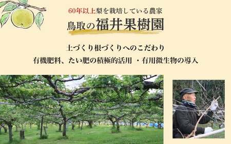 【期間限定】令和8年産 二十世紀梨 5kg（10～20玉） 倉吉産 福井果樹園 二十世紀梨 20世紀梨 梨 なし ナシ ブランド梨 果物 フルーツ 先行予約 和梨 数量限定