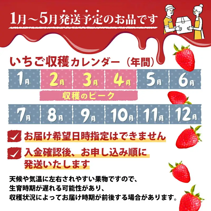 いちご 古都華いちご（250g×２P）【2027年1月～発送】 10-205