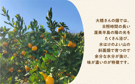 【11月お届け】大橋農園の温州みかん 5kg ご家庭用 みかん