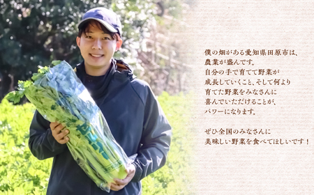 【先行予約】すず農園 すず農園 セロリ 1株 本物のセロリ 野菜 新鮮 農家直送 サラダ スープ セロリ 香味野菜 旬 愛知県 田原市 渥美半島 県内 1位