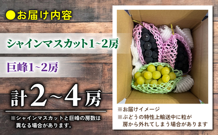 【2026年先行受付】家庭用欲張りセット！（シャインマスカット1～2房・種無し巨峰1～2房）約850～900g※2026年9月上旬以降発送予定【おがわら農園】