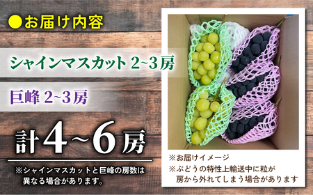 【2026年先行受付】家庭用欲張りセット！（シャインマスカット2～3房・種無し巨峰2～3房）約1.8～2kg※2026年9月上旬以降発送予定【おがわら農園】