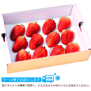 【先行受付・数量限定】朝摘み完熟☆紅ほっぺ いちご 果物 イチゴ  12～18個（400g～600g）  2027年1月頃発送予定　三原いちご園 苺 フルーツ  041001