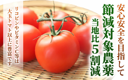 越のルビー (ミディトマト) 約1kg (25～35個程度) 2027年6月上旬以降発送 [A-19209]