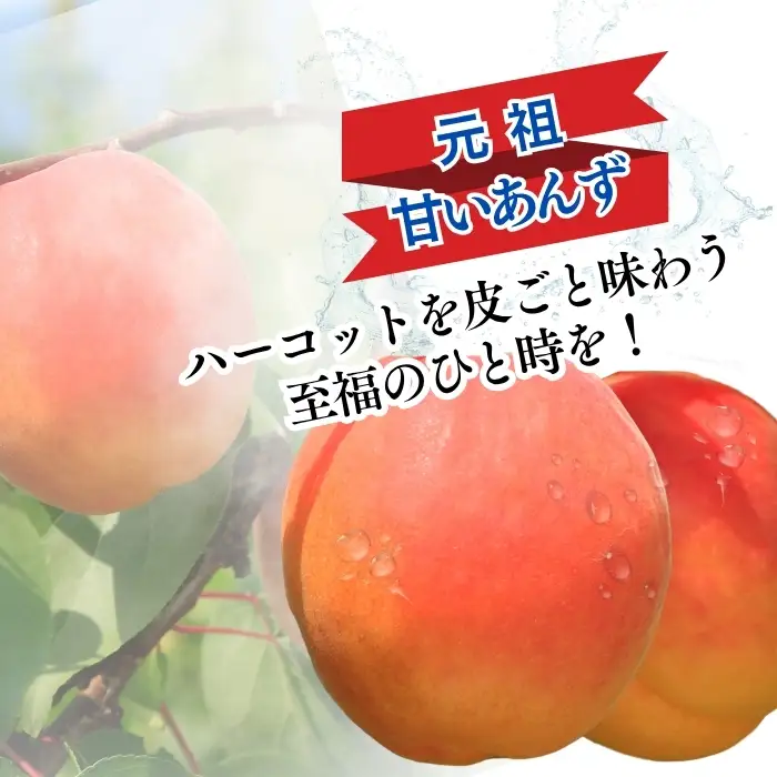【2027年先行予約】生食用あんずハーコット バラ詰め約2kg| あんず