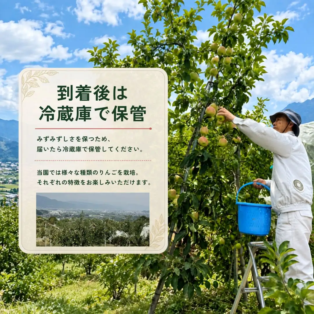 【2027年先行予約】りんご  夏あかり 約2kg｜ りんご
