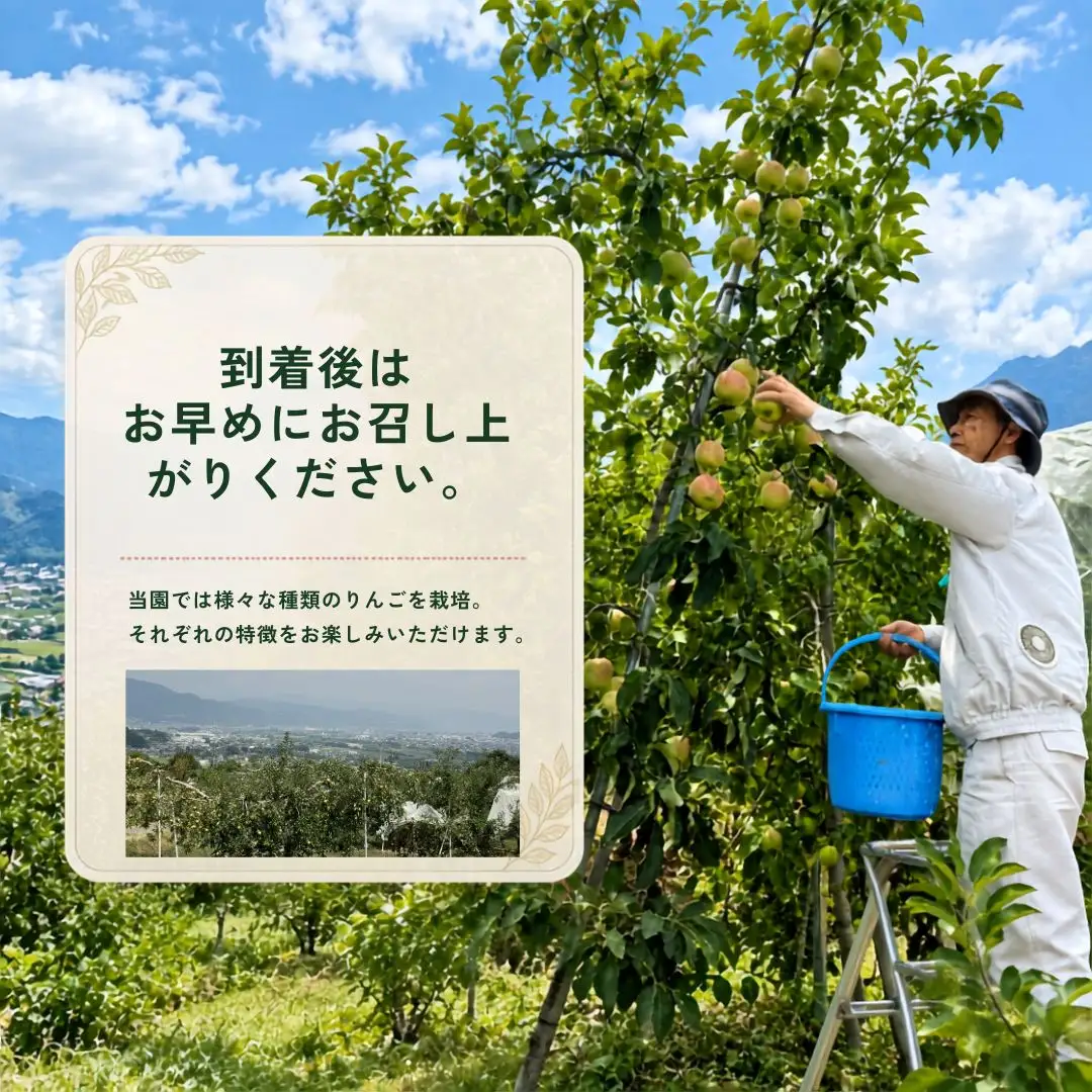 【2027年先行予約】りんご  サンつがる 約2kg｜ りんご
