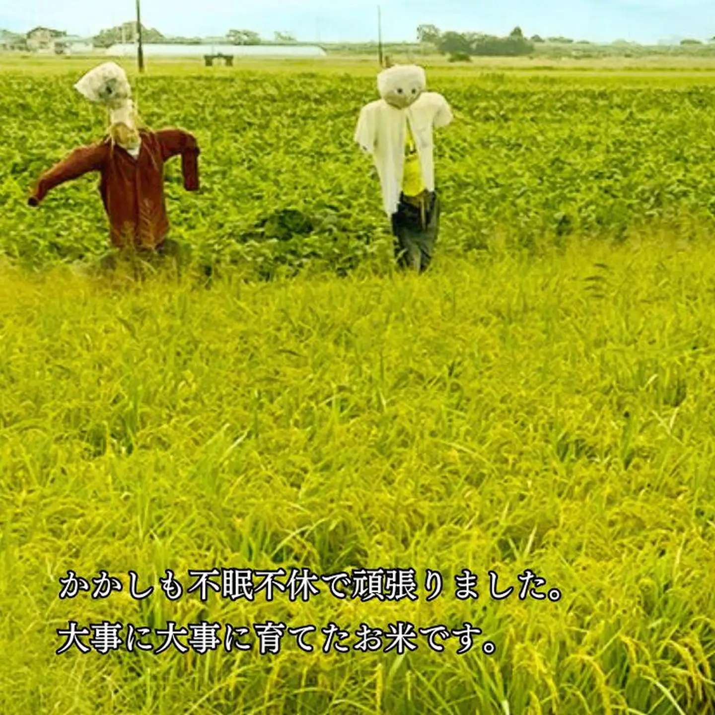 佐賀県大和産「ひのひかり」5kg×2袋 米 農家直送：B320-018