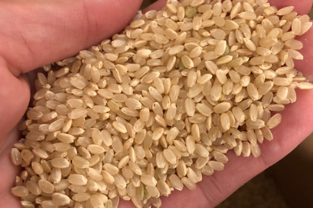 【期間限定発送】 米 令和7年 コシヒカリ 4.5kg