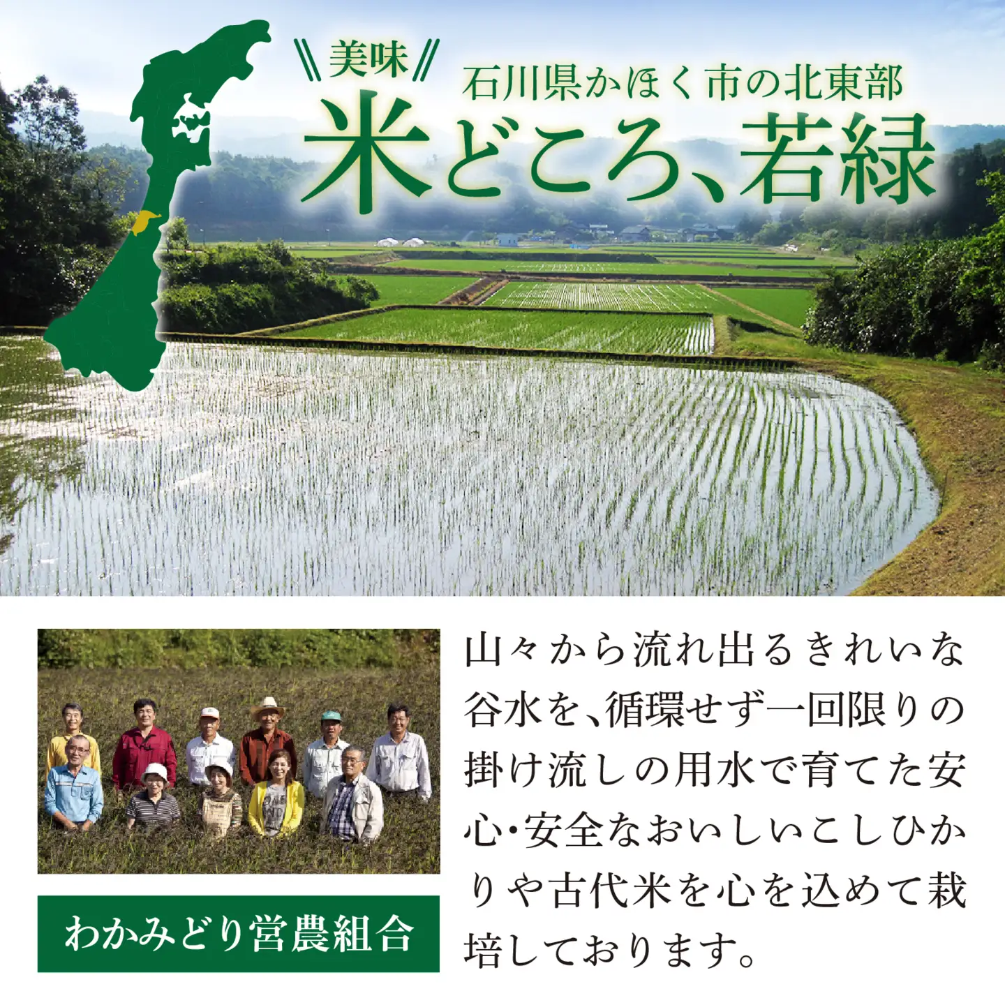 若緑の古代米 500g×3袋 計1.5kg / 黒米 
