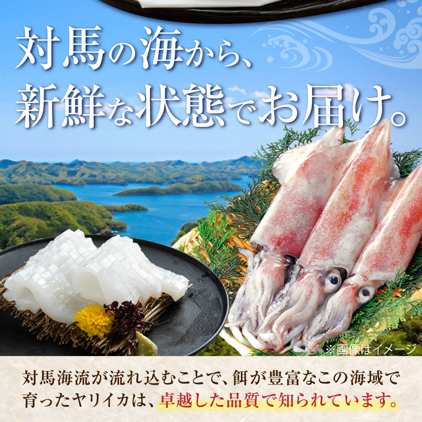 ヤリイカ お刺身用 500g  小分け 刺身 いか イカ ヤリイカ[WAD053]