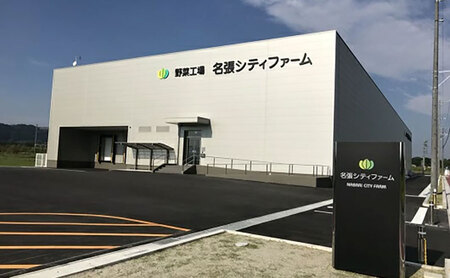 野菜セット フリルレタス 水耕栽培 無洗 野菜セット