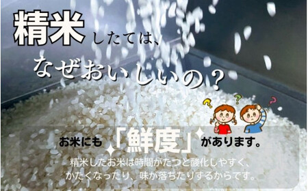 和歌山県産の お米 きぬむすめ 10kg (5kg×2袋) 〈令和6年度産〉 産地直送 / 米 こめ ご飯 ごはん 白米 国産 和歌山県産 小分け【hio104B】