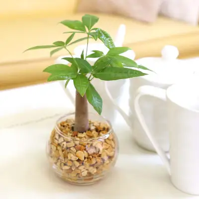 【観葉植物】土を使わないで清潔なミニ観葉植物 ゼオライト植え・ガラス鉢 丸形 2鉢セット（パキラ）【観葉植物 インテリア 部屋 おしゃれ 福岡県 筑前町 送料無料 AG048VC01】