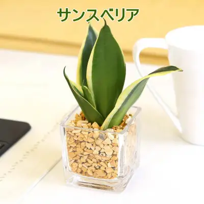 【観葉植物】土を使わないで清潔なミニ観葉植物 ゼオライト植え・ガラス鉢 キューブ形 2鉢セット（パキラとサンスベリア）【観葉植物 インテリア 部屋 おしゃれ 福岡県 筑前町 送料無料 AG050VC01】