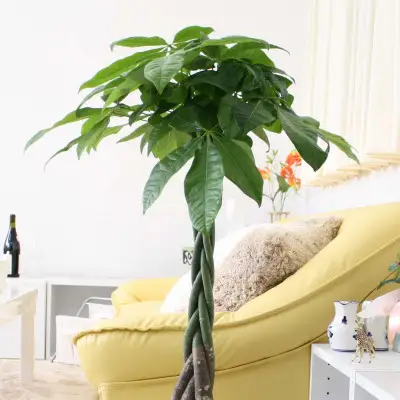 【観葉植物】パキラ 7号 ホワイトバスケット鉢カバー 高さ：約80cm～1m内外(鉢底より)【観葉植物 インテリア 部屋 おしゃれ 福岡県 筑前町 送料無料 AG051】