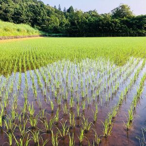 玄米 5kg 自然栽培 米 お米 無農薬 玄米