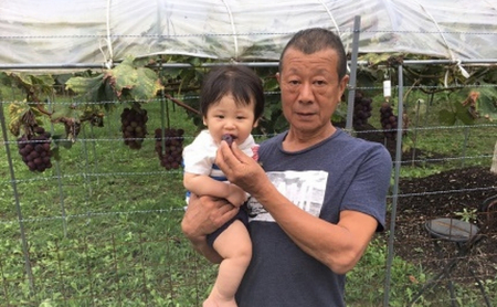 ぶどう ピオーネ 1房 ぶどう