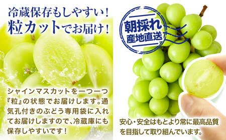 シャインマスカット 粒カット ばら 1kg (1袋入り) 