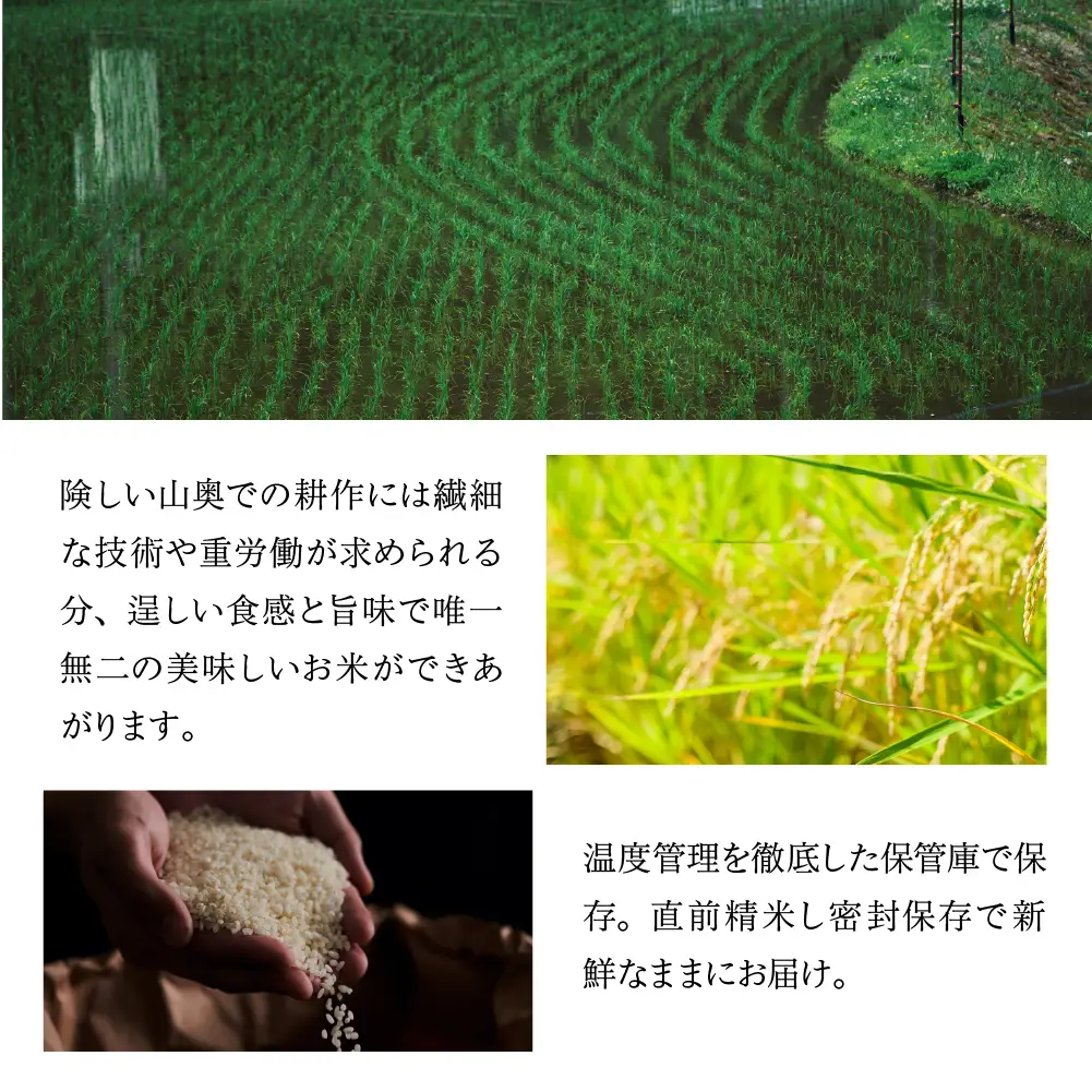 【期間限定】即納【令和7年産米】山仙 (いのちの壱) 2kg×3袋【51-29g】