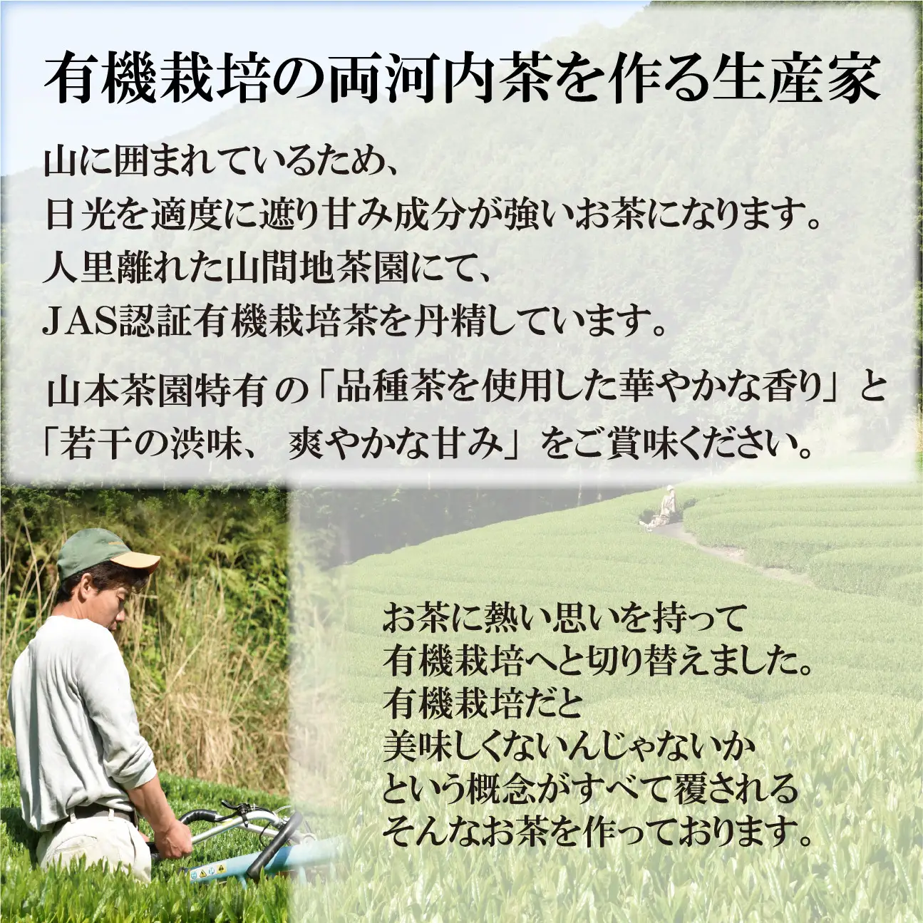 静岡市清水区の有機栽培品種茶2種セット かなやみどり100ｇ さやまかおり100ｇ 静岡茶 静岡県産