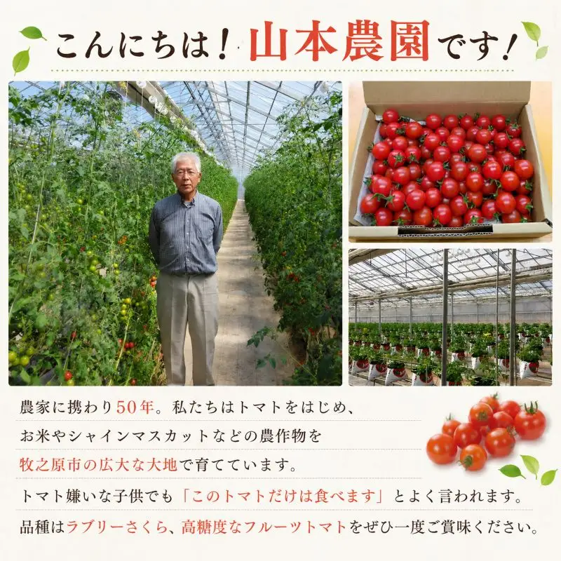 ミニトマト 2kg (1kg×2回) 訳あり 定期便 【ミニトマト】 山本農園