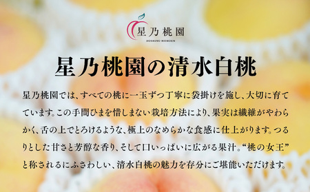 先行受付【清水白桃】岡山県産 三つ星 星乃桃園 780g (3玉)【配送不可地域：離島・北海道・沖縄県】【1614286】