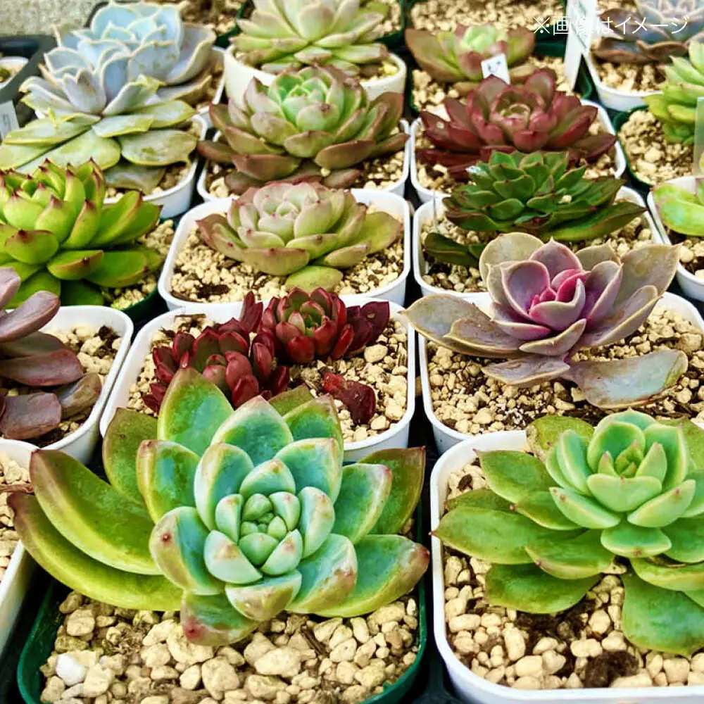 観葉植物 20鉢セット[APCJ002]観葉植物 