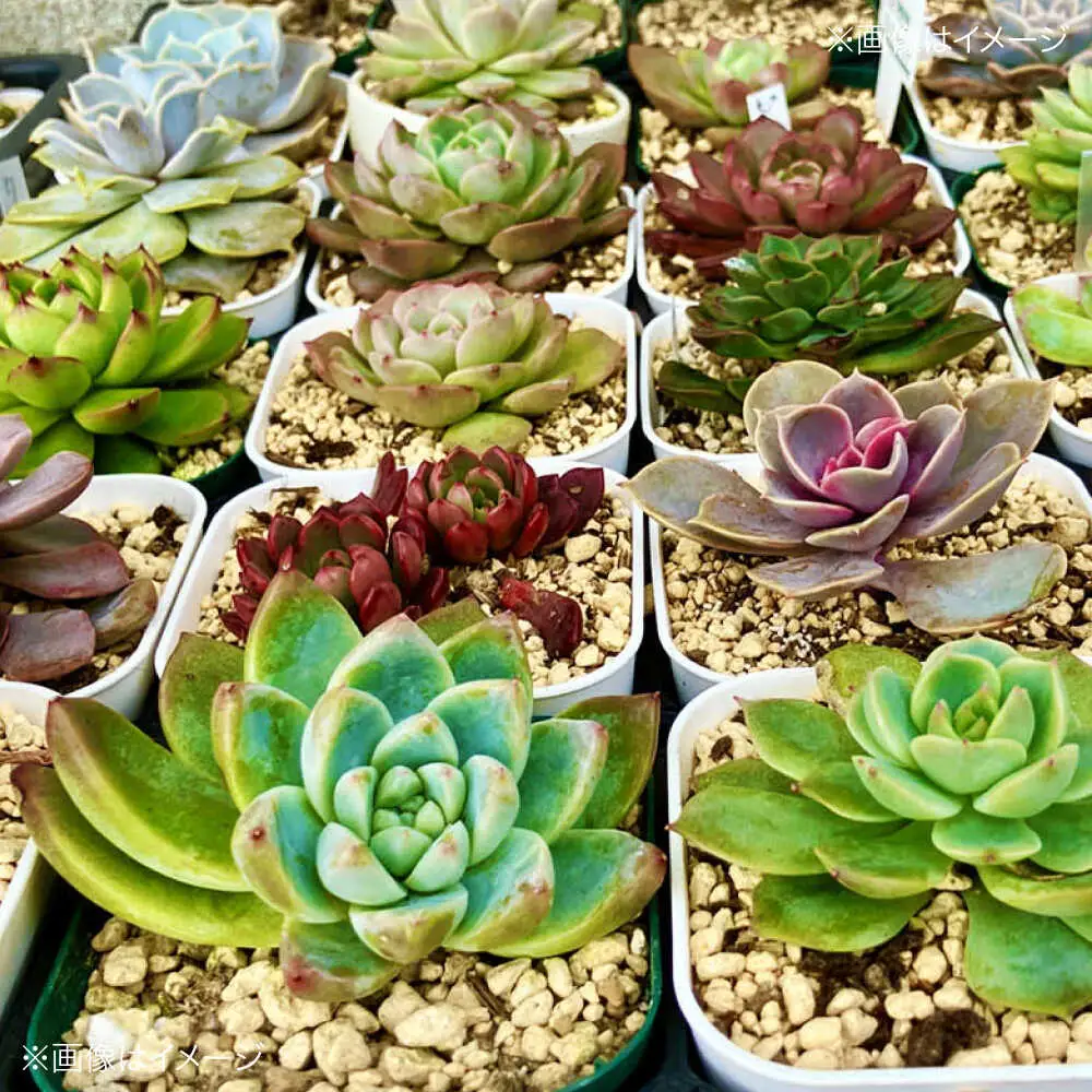 観葉植物 希少5鉢セット[APCJ003]観葉植物 