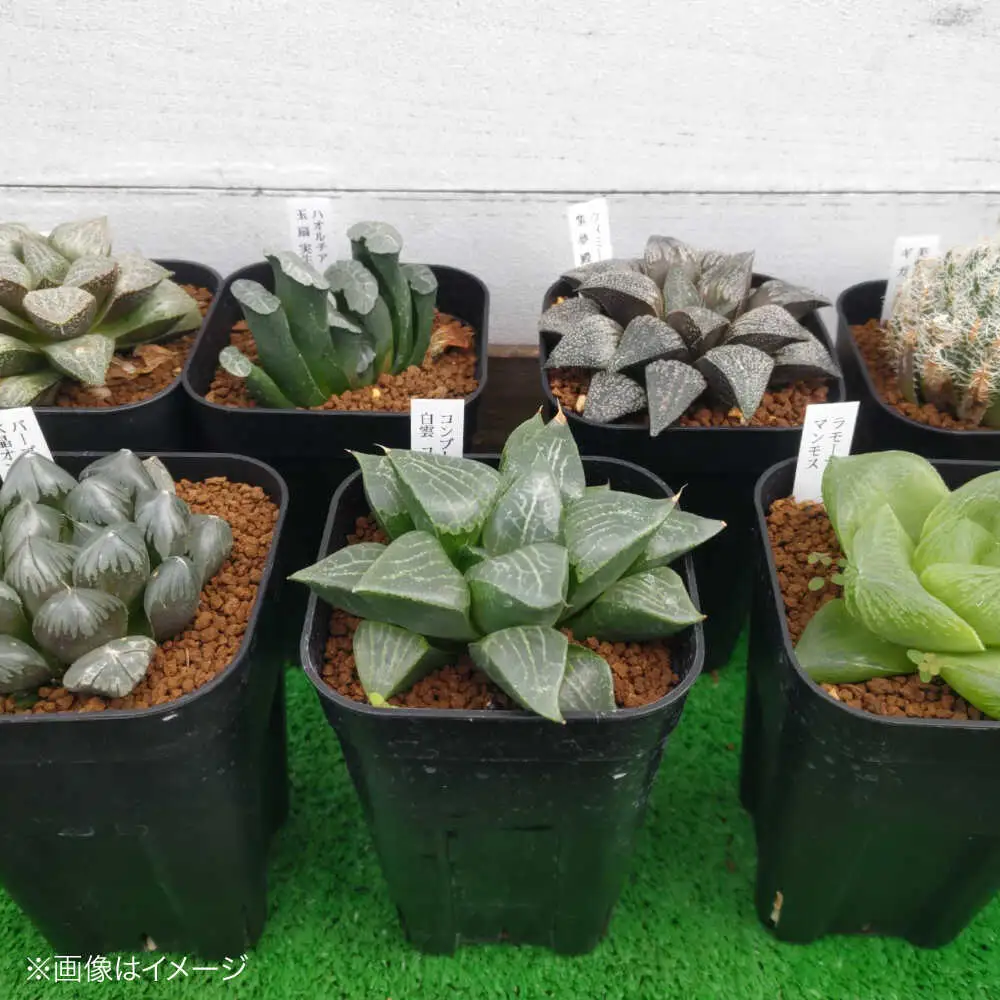 観葉植物 高級ハオルチア 2鉢[APCJ007]観葉植物 