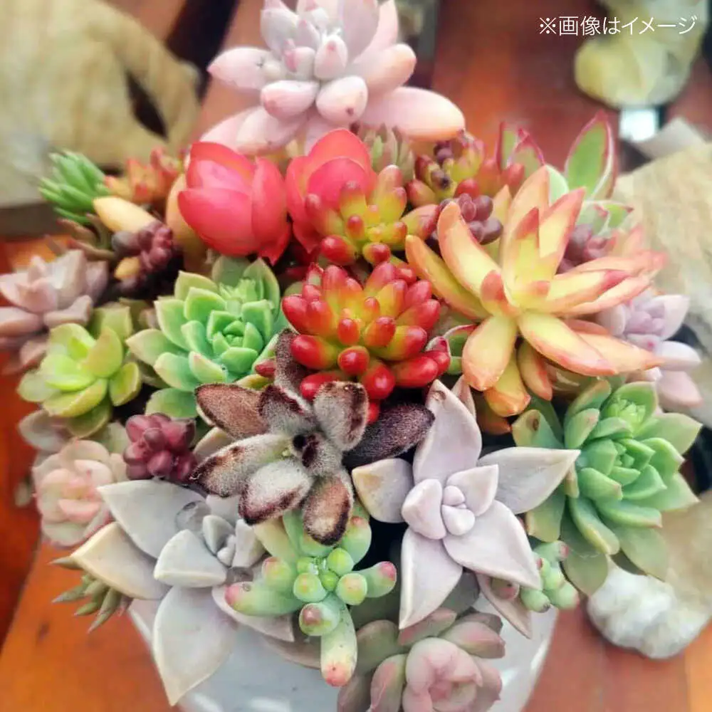 観葉植物 オリジナル寄せ植え[APCJ005]観葉植物 
