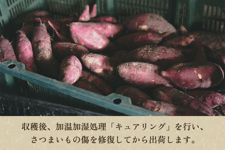 【規格外】さつまいも詰め合わせ4.5kg 七谷産 《12月中旬順次発送》