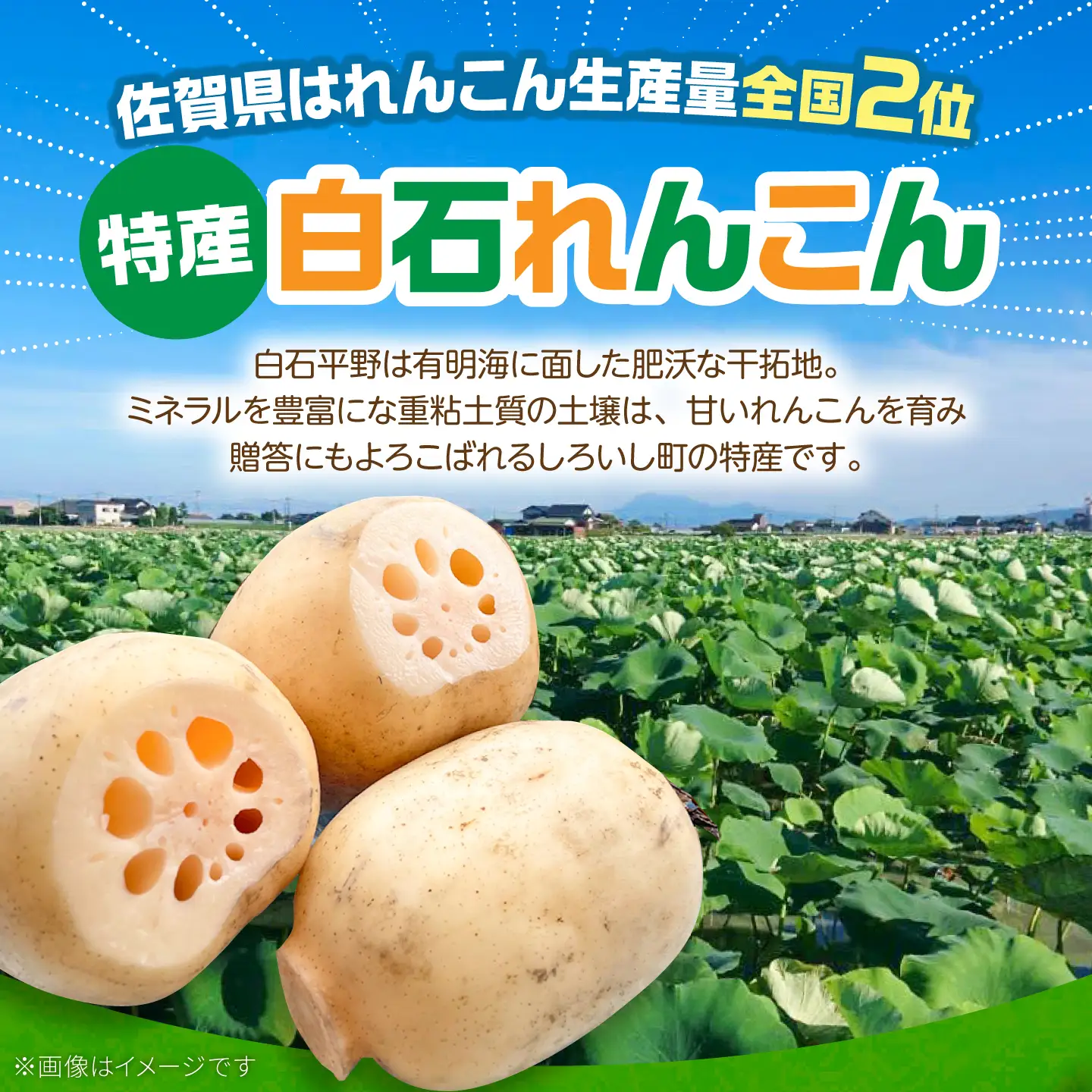 【年末発送】れんこん 約3kg れんこん IBD019