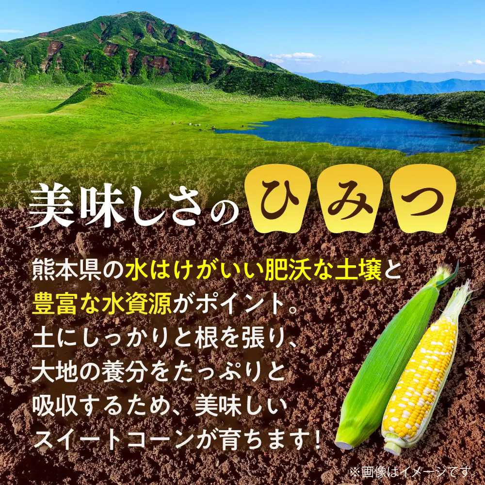 【先行予約】【2027年6月上旬より順次発送】とうもろこし 甘々娘約4kg10~11本BHCJ001 とうもろこし