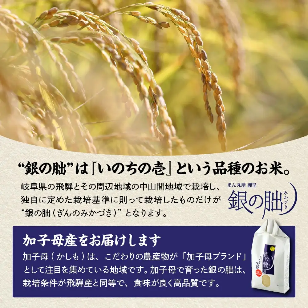 ＜テレビで紹介されました！＞令和8年産 新米【全6回定期便】皇室献上米『銀の朏』3kg 中津川市加子母産 栽培期間中化学肥料不使用 お米 精米 F4N-2890
