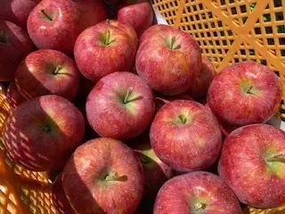 りんご 信州産の夏りんご 美味しさNO.1 さわやかな酸味 シナノリップ 約4kg 【012-64】