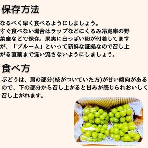 【数量限定】朝採れ厳選シャインマスカット 1.5kg（3～4房）