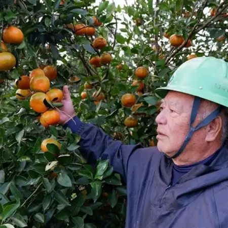 【2026年12月頃から順次発送】国頭村産の島みかん おお紅 3kg やんばる育ちの希少柑橘【1618480】