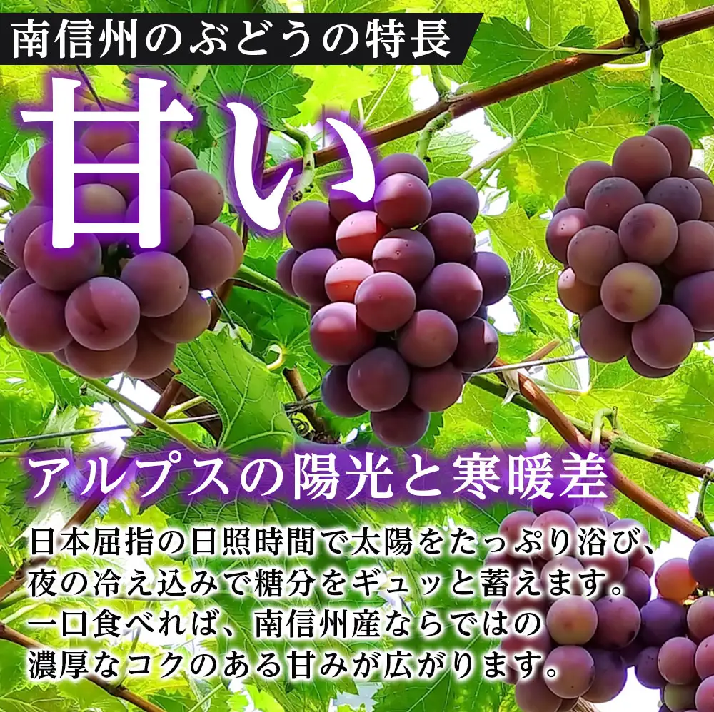 【産地厳選!】長野県産・クイーンルージュ（約1kg）秀品＜2026年10月中旬より発送＞