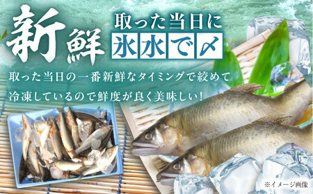 天然あゆ の一夜干し 中 3匹【スピード配送】/ 恵那市 / 恵那物産館 [AUFS001]